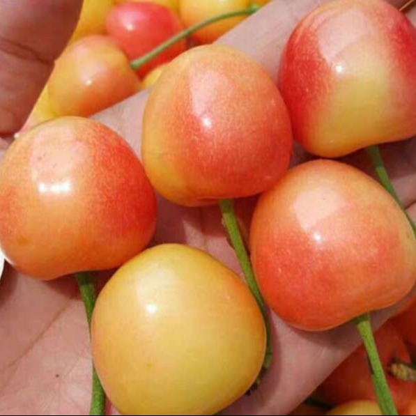 新疆地区适合种植的樱桃树品种3公分大樱桃树苗批发矮化根系营养钵樱桃苗