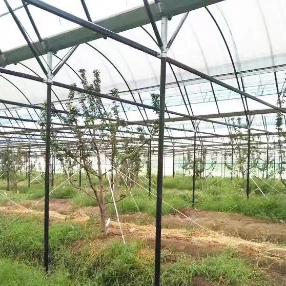 温室葡萄避雨大棚 樱桃避雨棚 桃子冬枣防雨棚 蔬菜瓜果种植并肩大棚图片